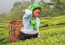 Benefits of Darjeeling Tea